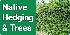 Native Hedging & Trees